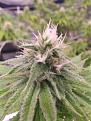 LA Confidential