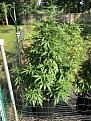 2 Acapulco Gold Gen-1 Clones