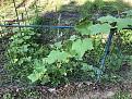 OG lemon Cukes are growing fast