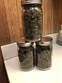 In the curing jars