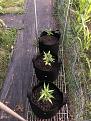 AG Gen-2- clones in their new home