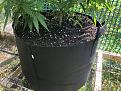 Plant A in new 20 gal pot