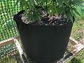 Plant B in new 20 gal pot
