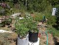 Her Bruce Banner 3 and Mazar I Sharif in pots