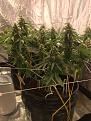 LA Confidential DNA Genetics Whole plant shot