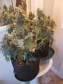 I grew 3 plants in 3 gallon and 1 plant in a 1 gallon. Under CLG 440 storm. the 3 gallon have great looking cola's 8-10 per plant and the golf ball nugs 3 teirs down. been a pretty good grow.