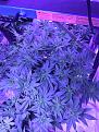 2x veg defoliate