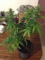 nearly done lemon diesel