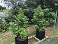 AG Gen -2- A&B Clones