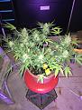 amnesia auto