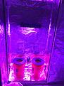 18x36x72 homemade grow cabinet using 600w full spectrum led for 2 5gal dwc reservoirs. Using advanced nutrients ph perfect sensi grow and orca microbes