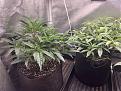 Strawberry cough left, Dark Star right.