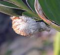 Fuzzy Pus, just finished laying eggs on my bird of paradise.