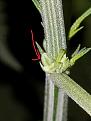 Afghan Haze male flower start.