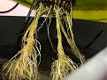 Roots are much different when you also feed from top.  Or could be a trait of the autogrow