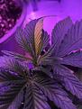 Root issues or genetics.(mother plant had same)