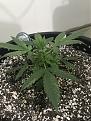 Northern lights auto side