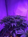 Oct 19  Clone 2