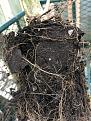 peat pots..didn't decompose