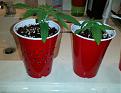 Wedding Cake bagseed solo cup test. Air pruning vs reg cup