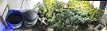 Watering system