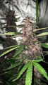 Sorry, it’s been awhile since I checked in... It is a purple kush. I got me seeds mixed up... doing great. Very fragrant. It looks more purple in the pics than in real.. very dark, almost black in color.