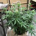 Auto Cheese  canuk seeds