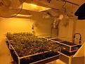 4000w 
2 patients
20 plants
Perpetual Harvest