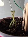 Split stem with electrode