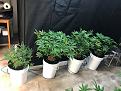 My 4 plants - 3 x Bruce Banger & 1 x Cheese