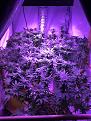 Grow #2 5 plants, 3 ak photo(clones) 2 Autos  cheese and northern lights