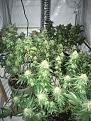 tent full of buds