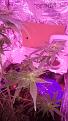 I am a month in flowering . why is my plant stagnet? The buds are not growing and are turning oarnge. Can someone help me