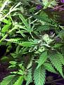 Plant under Electric Sky light, similar tacoing and black tip