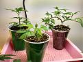 clones in the solo grow