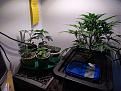 Bigger clones, pretransplanted.