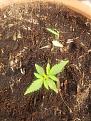 Crystal Dwarf auto
