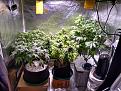 Week four or five of flower in the tent, GirlScoutCookies in front left, BigBud behind her, Mango in the middle, HolyGrailKush in DWC on right.