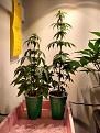 Solo Grow-Autos: SuperDense in coco shorter than GreatWhite in straight Ocean Forest Soil