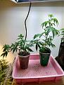 Solo grow clones: Mango tied down in clear cup, HolyGrail Kush getting tall in green cup.