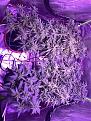 Scrog canapy