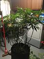 complete top of plant AK-47 photo