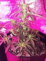Maui 4 Weeks