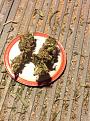 GhostTrain Haze