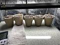 March 6 Day one of starter pots