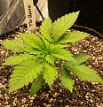 One week into Veg 3-25