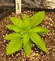 One week into Veg 3-25