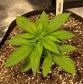 One week into Veg 3-25