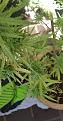 middle leaves, same problem