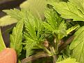 About 48 hours after topping.  All 4 plants look like this.